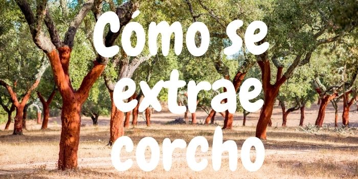 ¿Cómo se extrae el corcho? Cómo se extrae el corcho